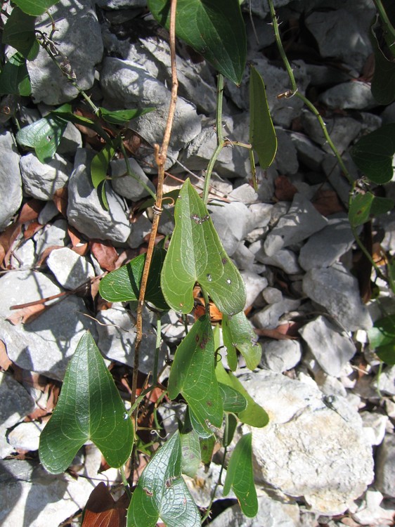 Smilax aspera